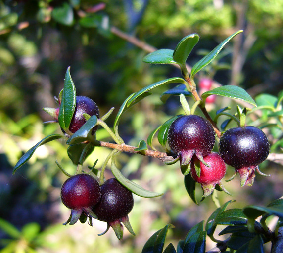 BLACK CHILEAN GUAVA